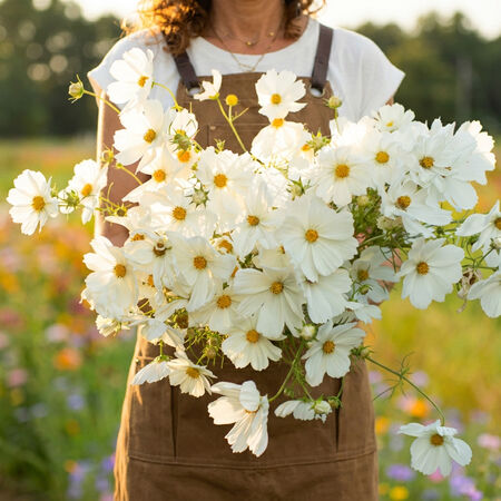 Purity, Cosmo Seeds - Packet image number null